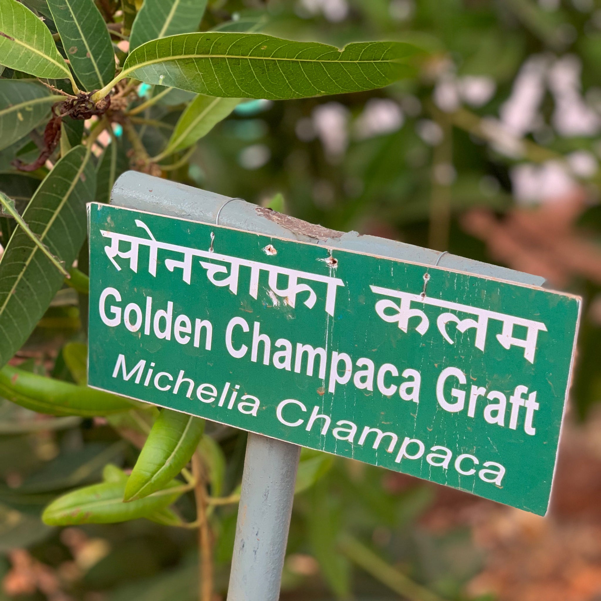 Geheimnisvolle Wirkformel für natürliche Haar- und Hautpflege von Khadi Geheimnisvolle Wirkformel für natürliche Haar- und Hautpflege von Khadi