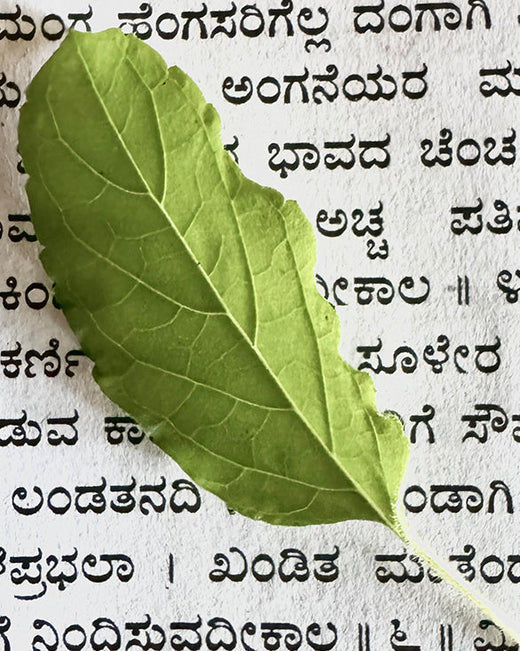 Video von Kräutern und Heilkräutern in Khadi Produkten Video von Kräutern und Heilkräutern in Khadi Produkten