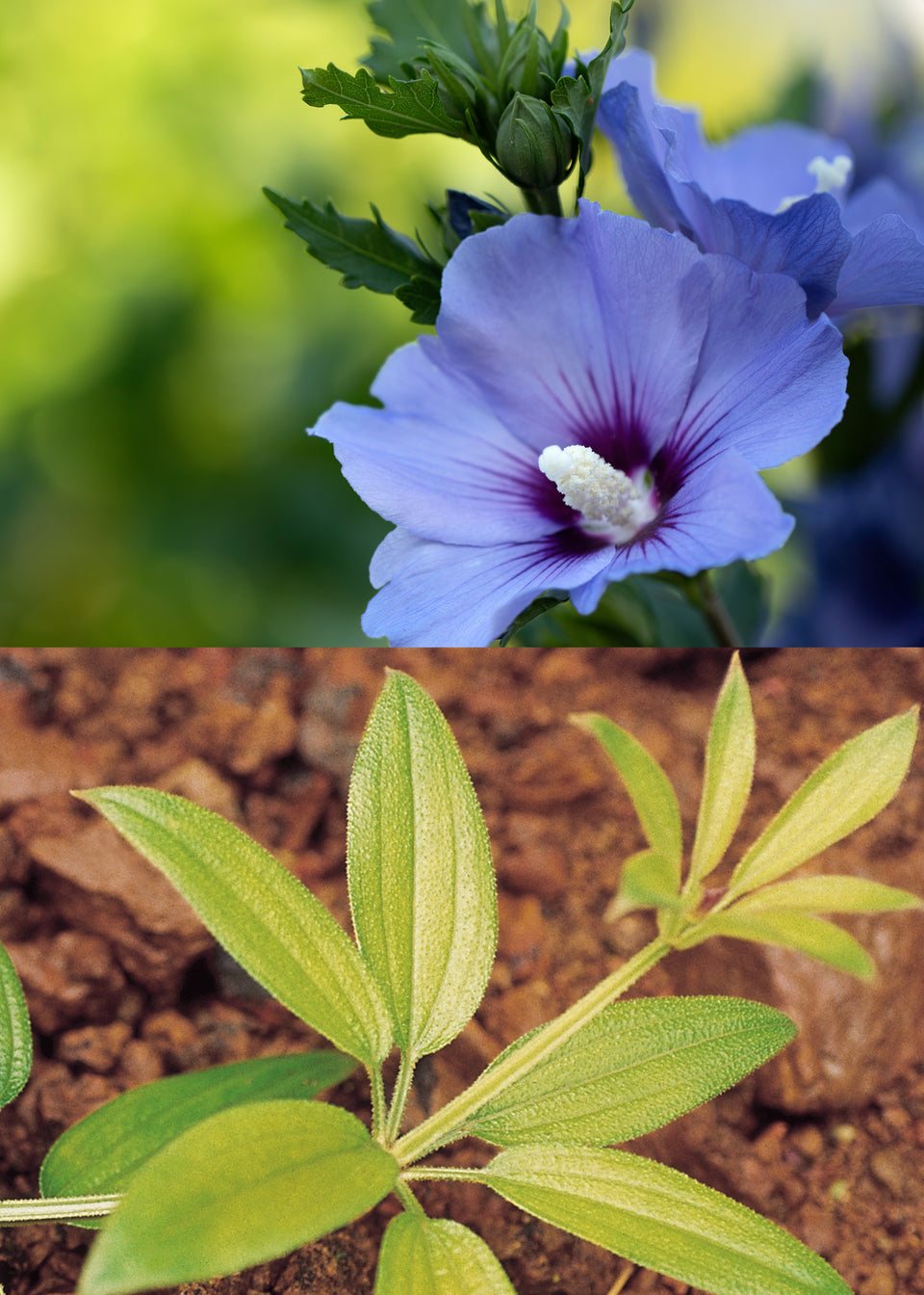 Image 30734267318372