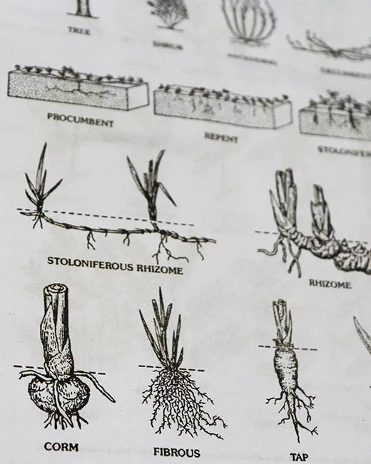 Ayurveda Rezeptbuch von Khadi – WebP Bild