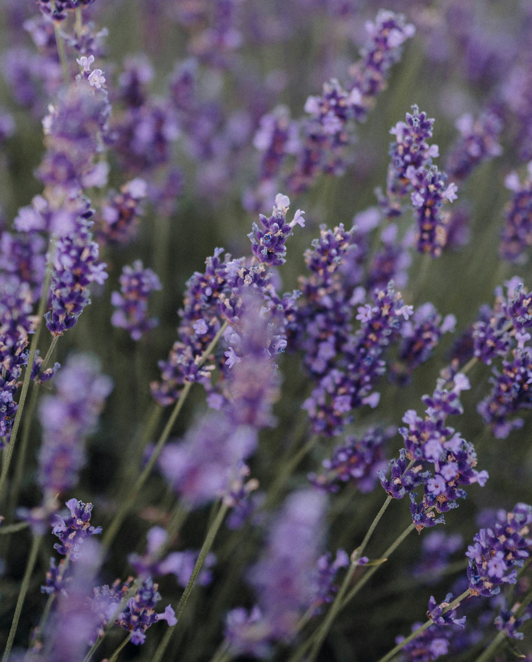 Bild von Lavendel Inhaltsstoff, Pflanze von Khadi