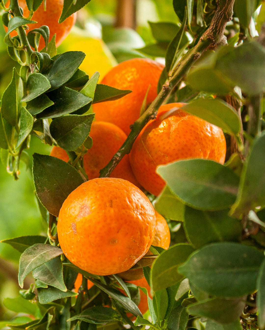 Bild von Orangen von Khadi