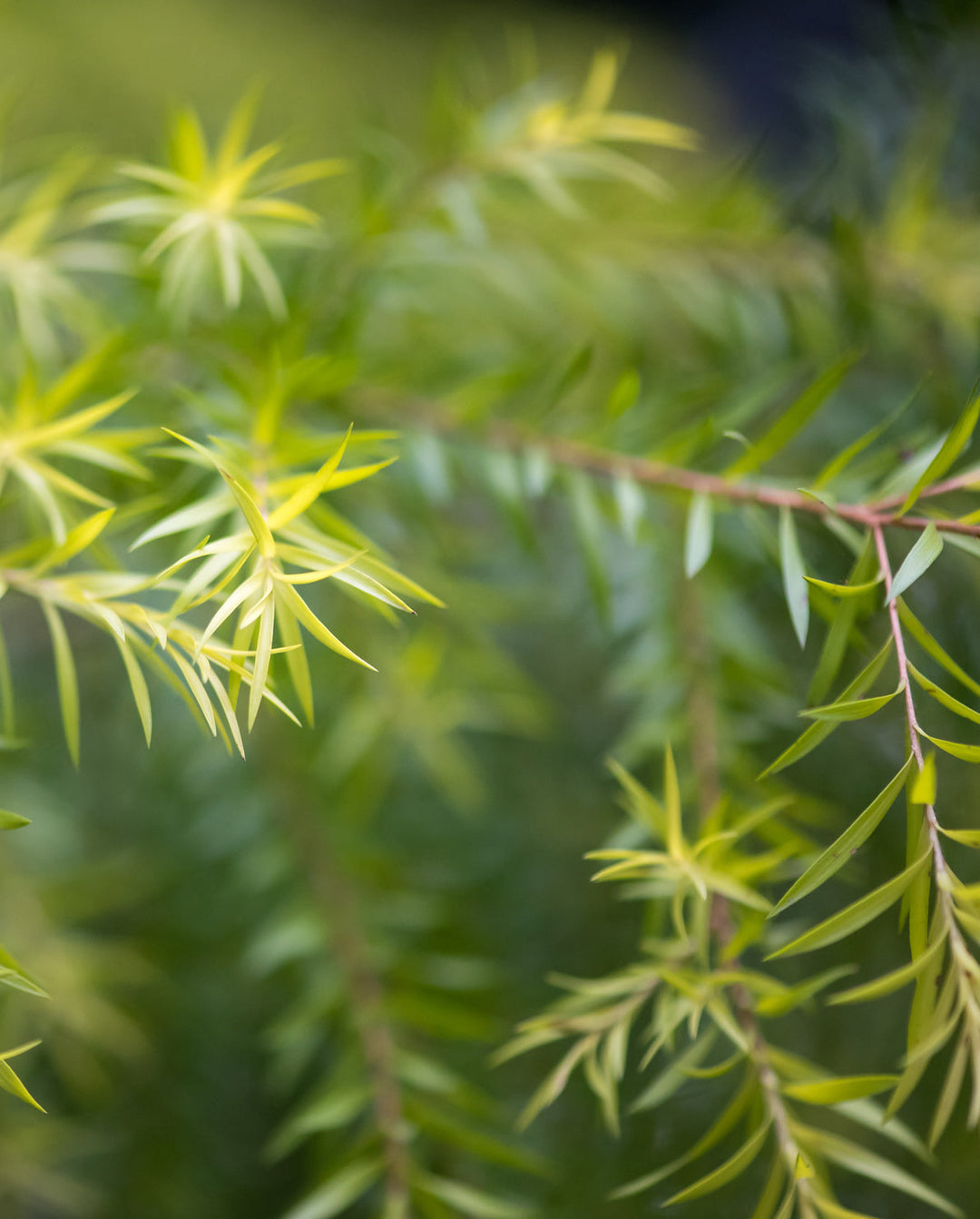 Bild von Teebaum, ein Inhaltsstoff in Khadi-Produkten