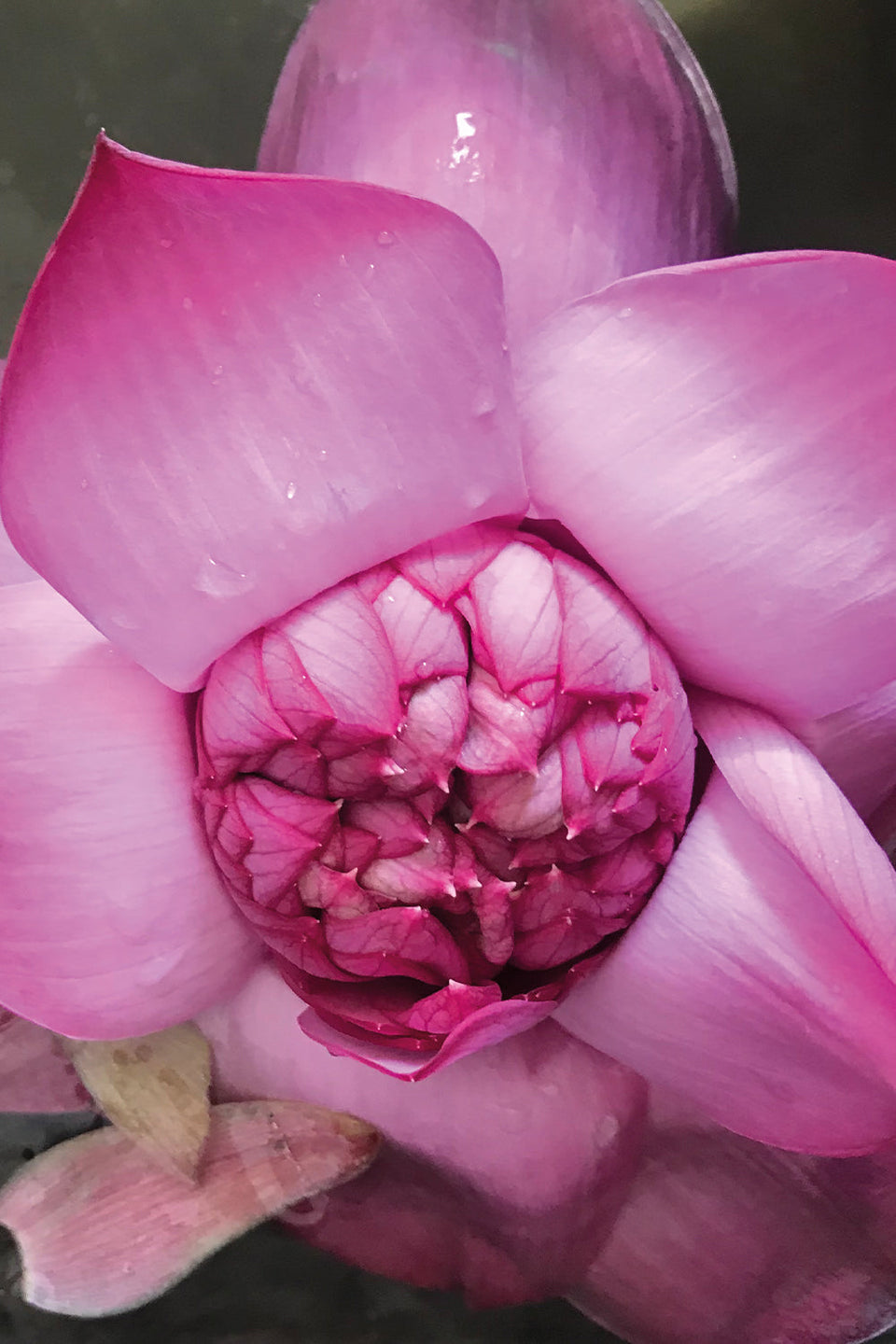 Bild von Khadi Ayurvedisches Elixier Skin & Soul Oil Pink Lotus Beauty