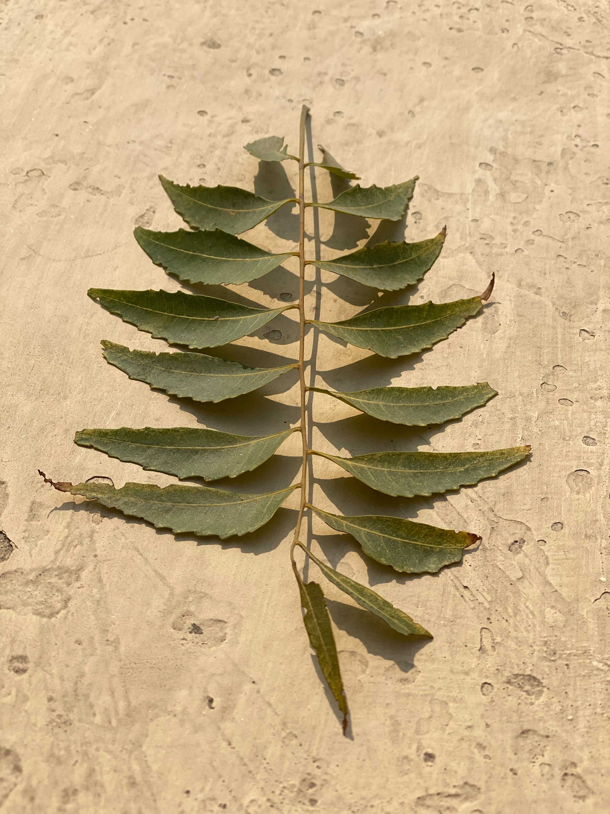 Image 33817436749924