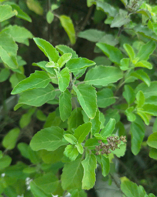 Bild von Tulsi, ein Wirkstoff in Khadi-Produkten